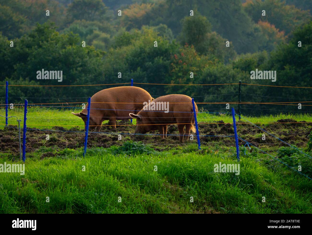 Paire de cochons bruns dans une ferme des Highlands écossais Inverness-shire Scotland UK Banque D'Images