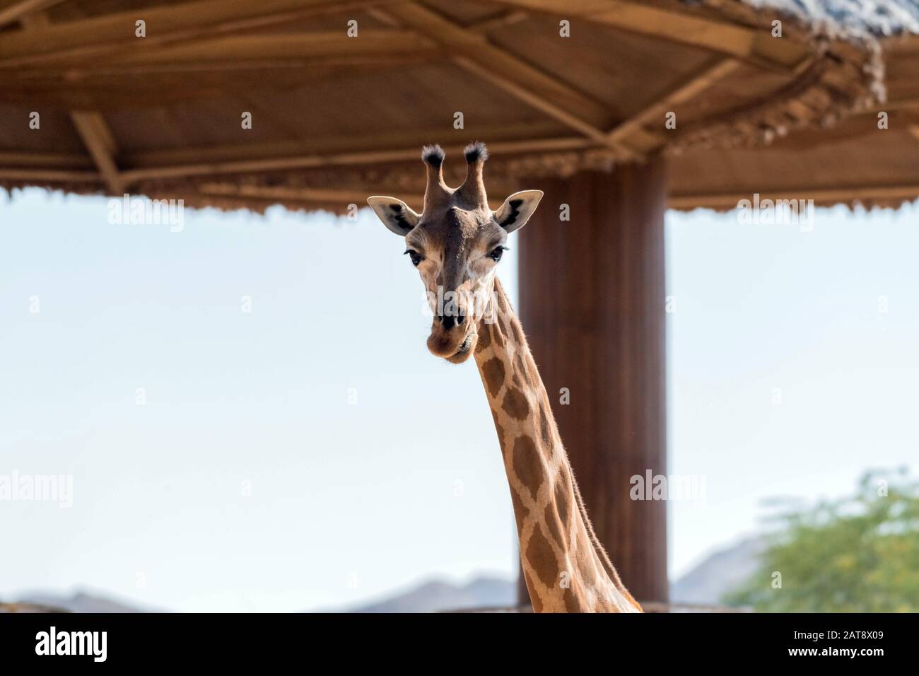 Magnifique giraffe sauvage dans le parc Safari du zoo d'Al Ain, Émirats arabes Unis Banque D'Images