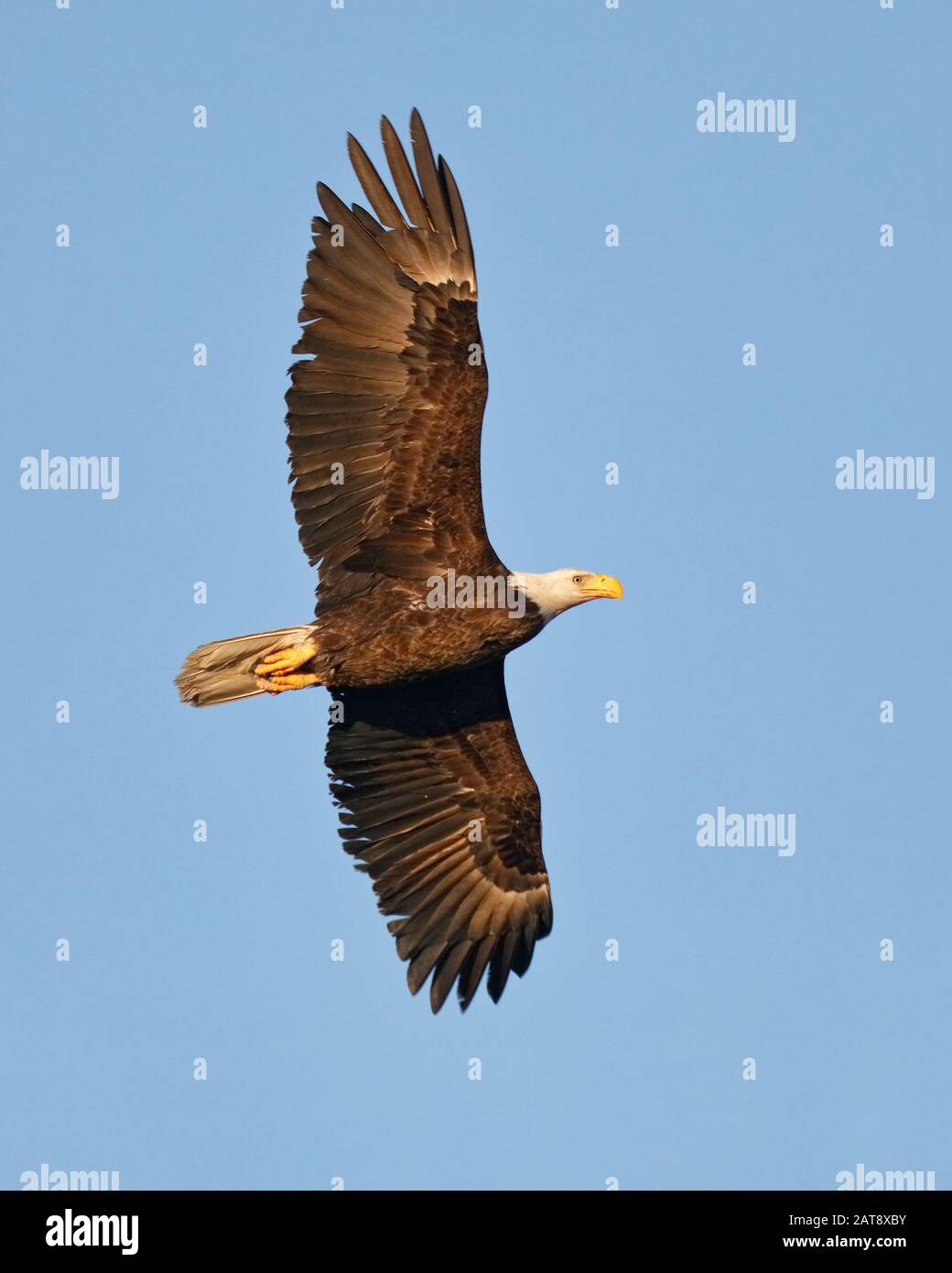 Aigle à tête blanche adulte (Haliaetus leucocephalus) en hauteur - île Jekyll, GA Banque D'Images