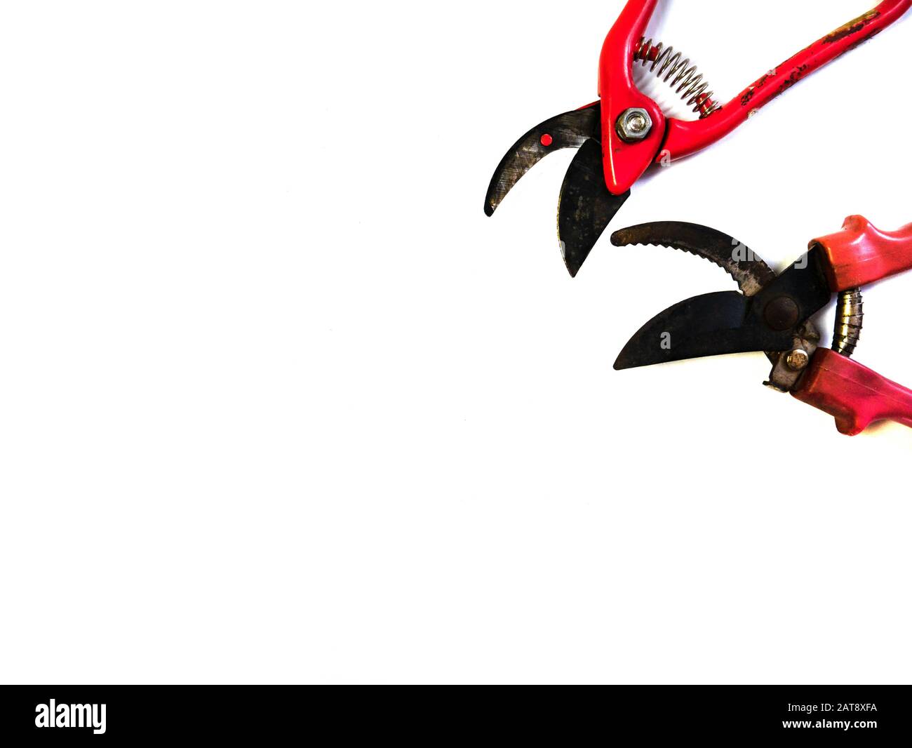 Sécateur sur fond blanc. Ciseaux de jardin. Banque D'Images