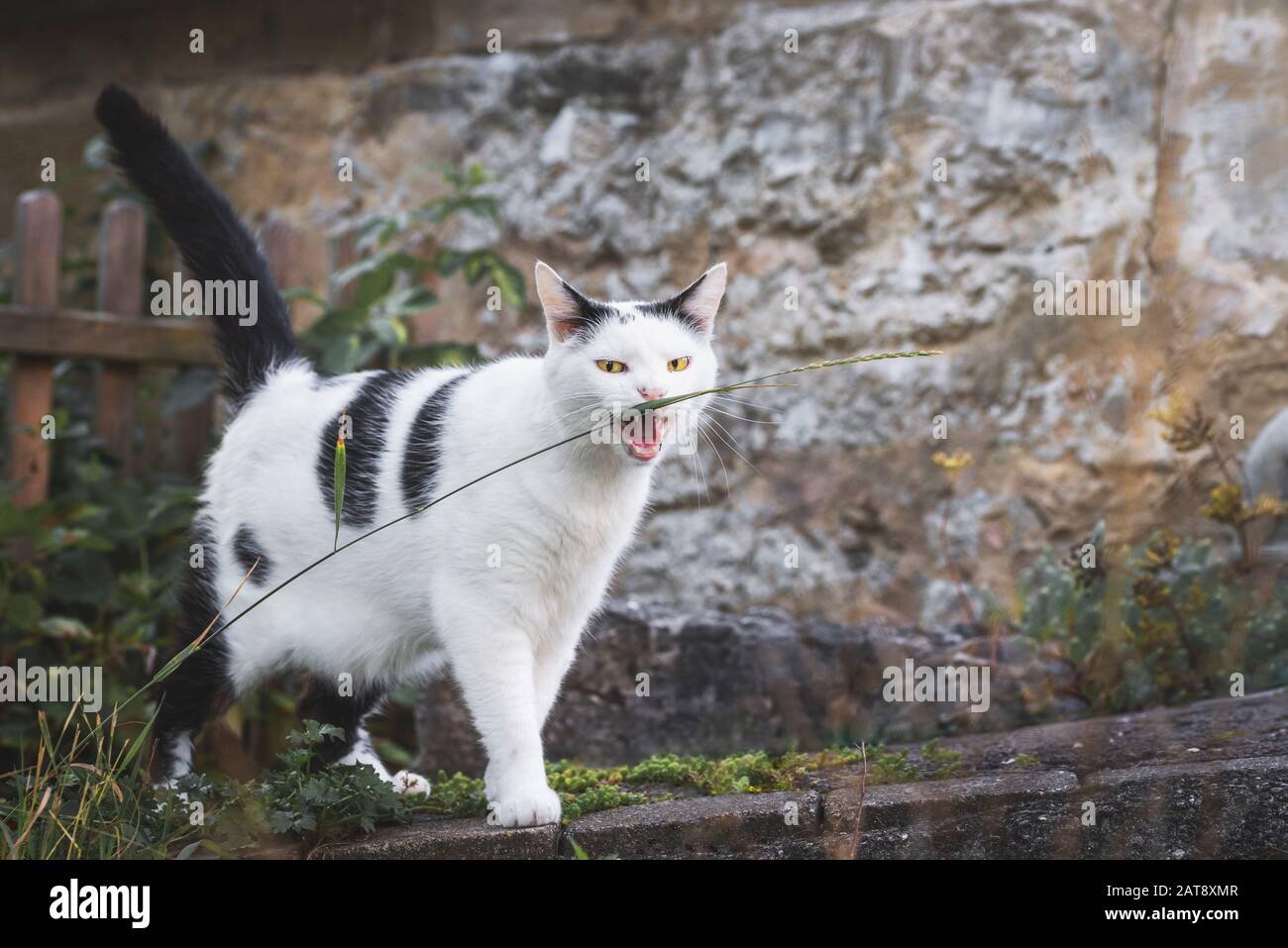 Un Chat Mechant Mordre Un Fil D Herbe Et En Frappant Dans L Appareil Photo Chat Avec Yeux Jaunes Et Bouche Ouverte Dans Les Paysages Chat Blanc Avec Taches Noires Photo Stock Alamy