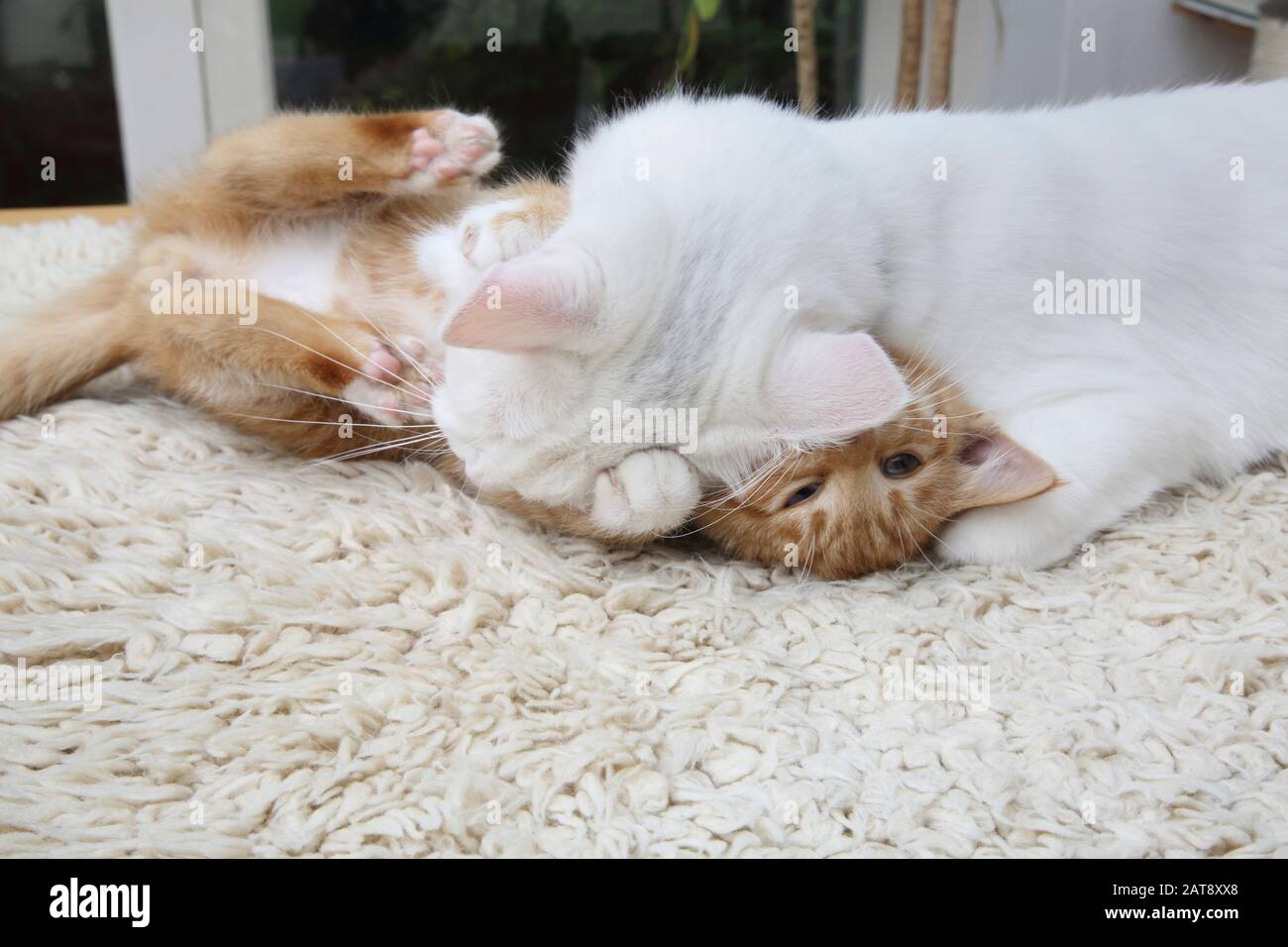Ginger Kitten Et Angora Cat White Turque Play Fighting Banque D'Images