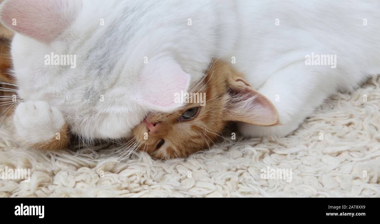 Ginger Kitten Et Angora Cat White Turque Play Fighting Banque D'Images