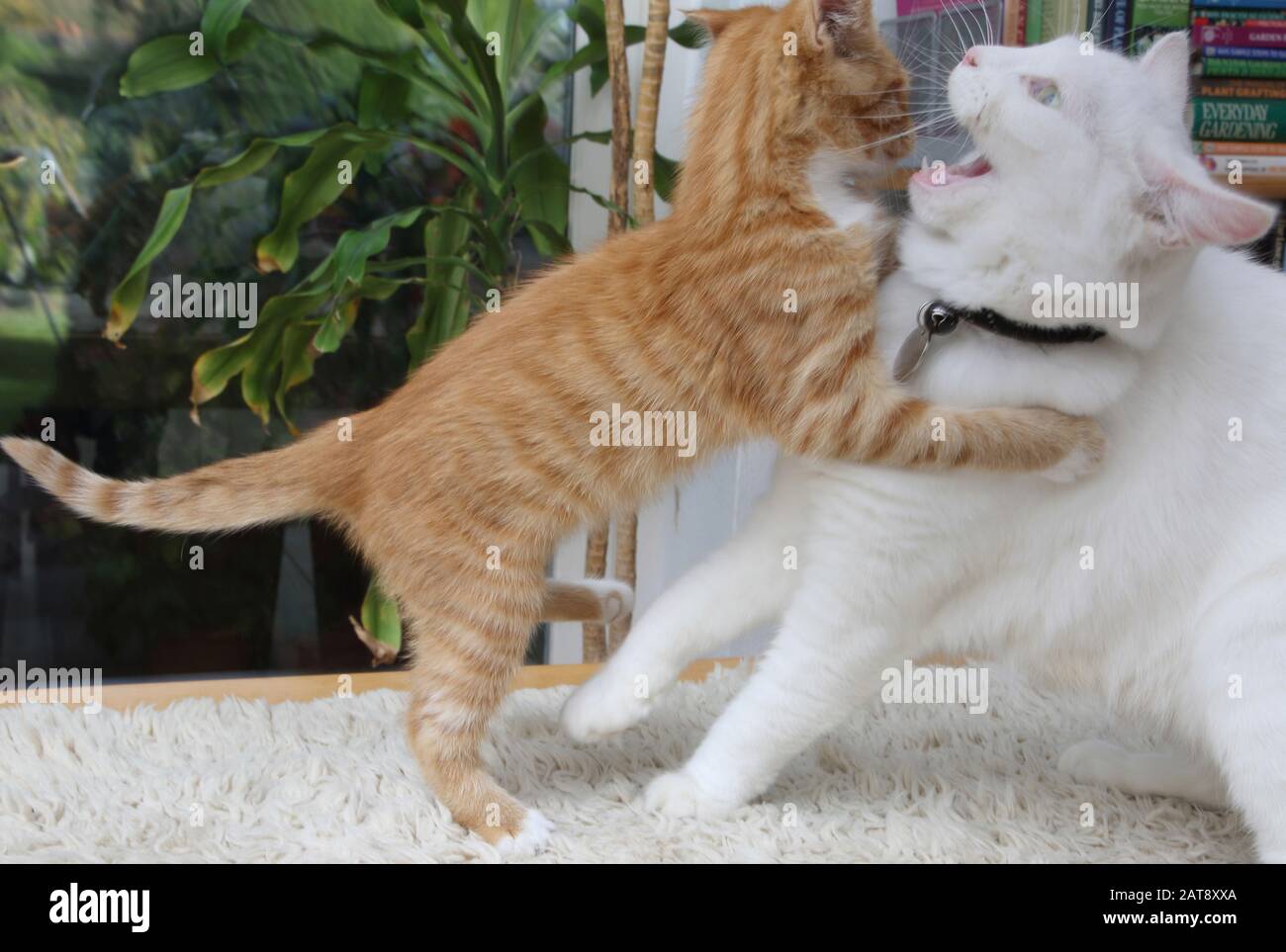 Ginger Kitten Et Angora Cat White Turque Play Fighting Banque D'Images