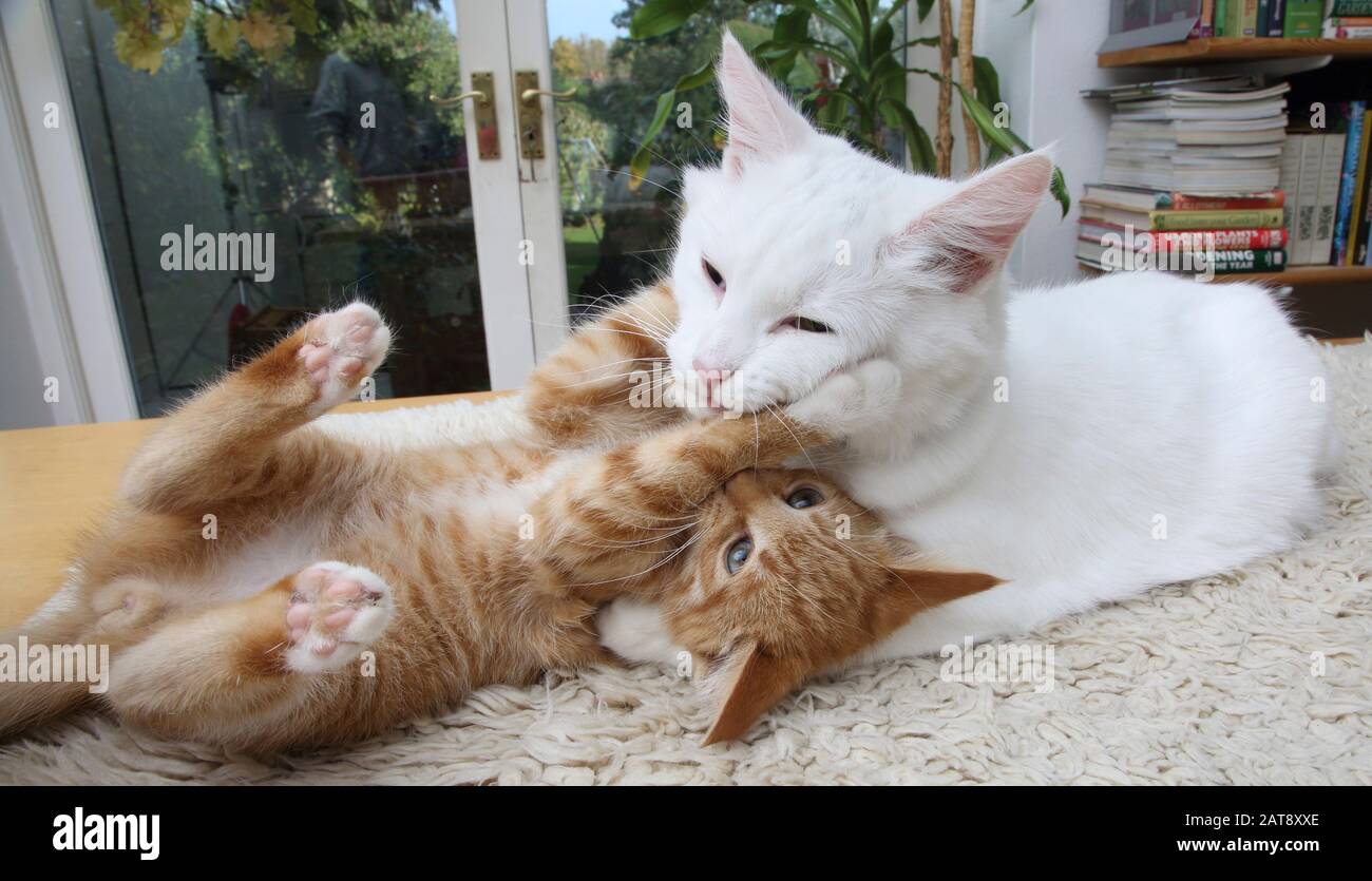 Ginger Kitten Et Angora Cat White Turque Play Fighting Banque D'Images