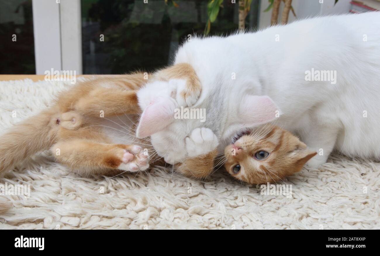 Ginger Kitten Et Angora Cat White Turque Play Fighting Banque D'Images
