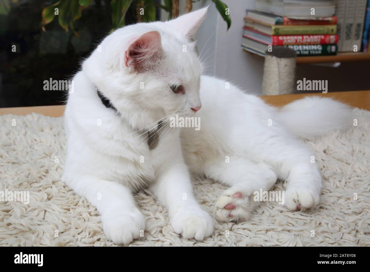 Chat Angora Turc Blanc Photo Stock Alamy Chat Angora Turc Blanc Photo Stock Alamy