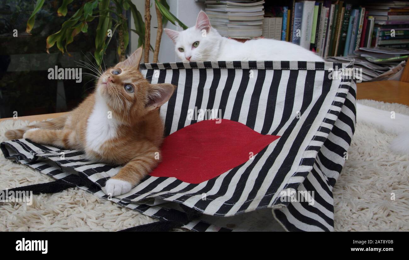Ginger Kitten Et Chat Angora Turc Blanc Jouant Avec Sac Fourre-Tout Banque D'Images