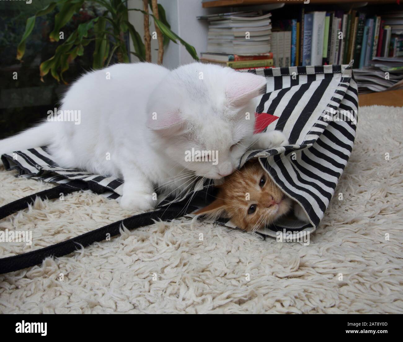 Jeu De Chat Angora Turc Blanc Sur Sac Fourre-Tout Trapping Ginger Kitten Banque D'Images