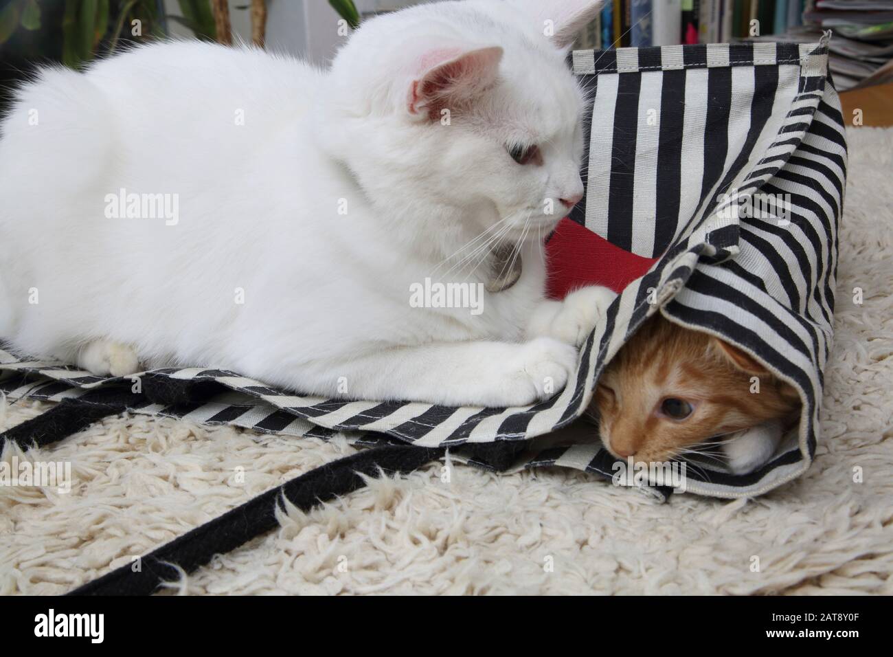 Chat Angora Turc Blanc Jouant Assis Sur Le Sac Fourre-Tout Trapping Ginger Kitten Banque D'Images