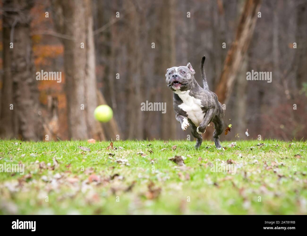 Un chien de race mixte, le Pit Bull Terrier bleu et blanc, chassant une balle à l'extérieur Banque D'Images