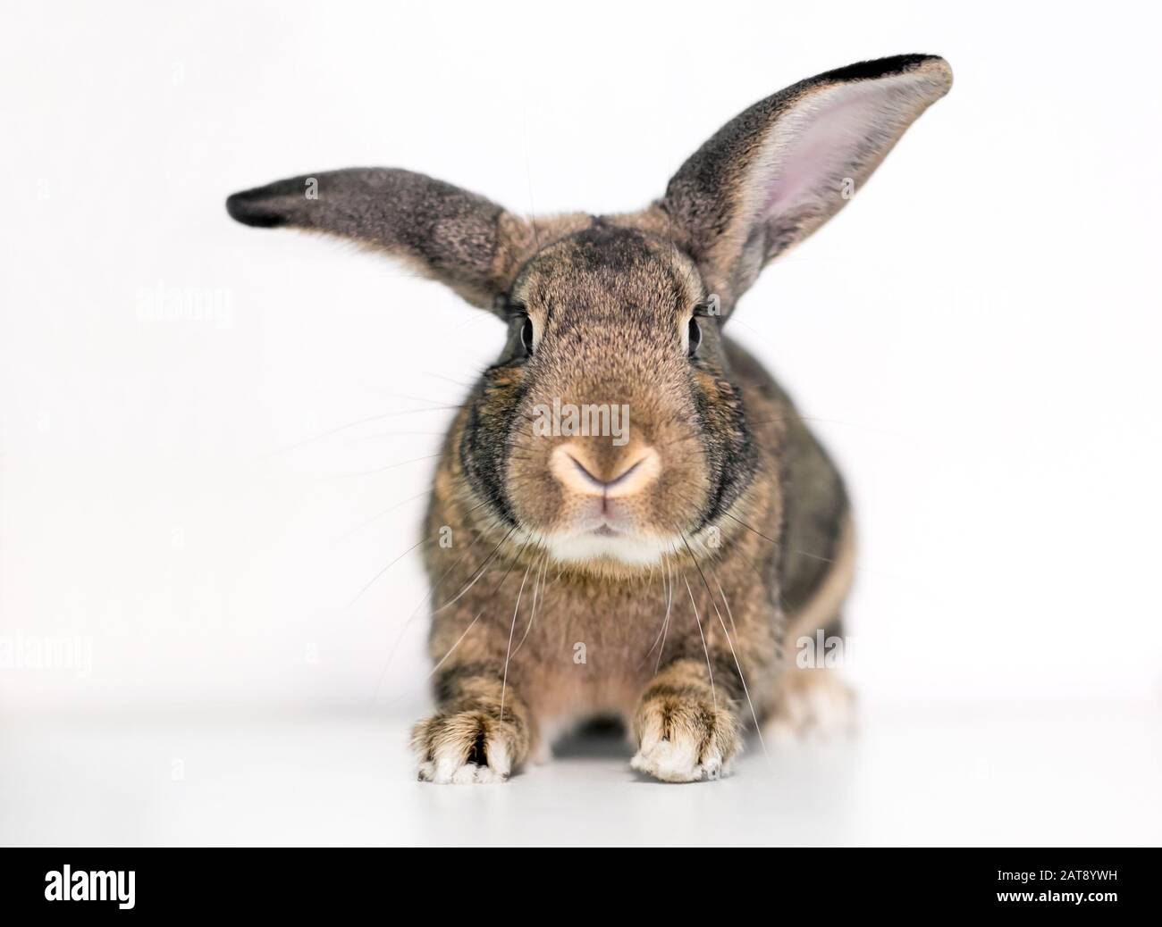 Un lapin animal domestique agouti avec de grandes oreilles Banque D'Images