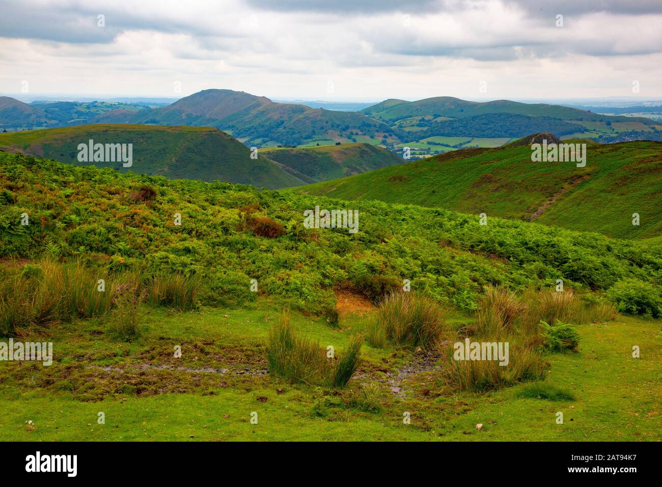 Le long Mynd fait partie des collines du Shropshire. Émergeant soudainement et fortement du paysage agricole en dessous, il monte à 516 mètres (1693 pi). Banque D'Images