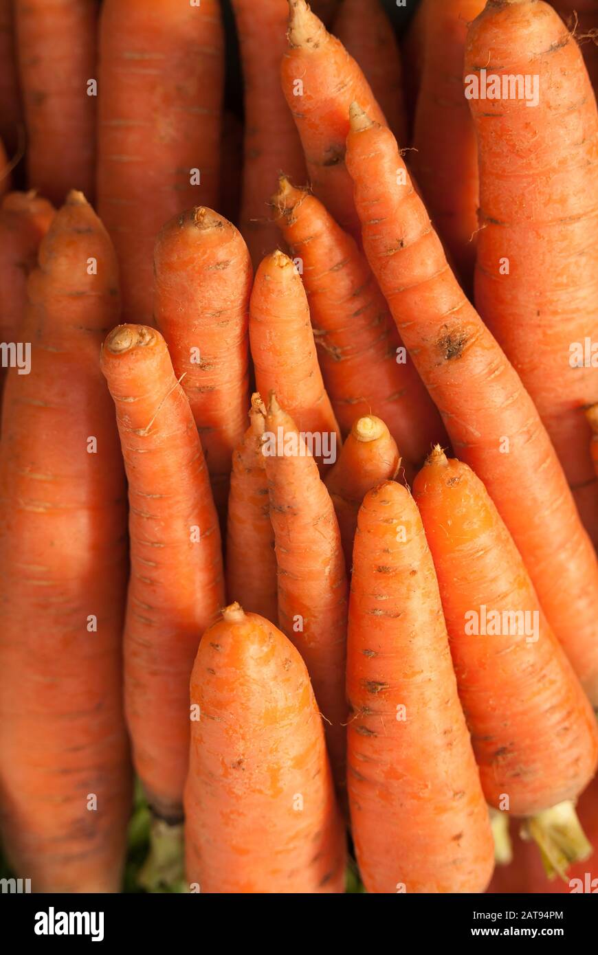 Look Des Racines De Carot Organiques Orange Vif Banque D'Images