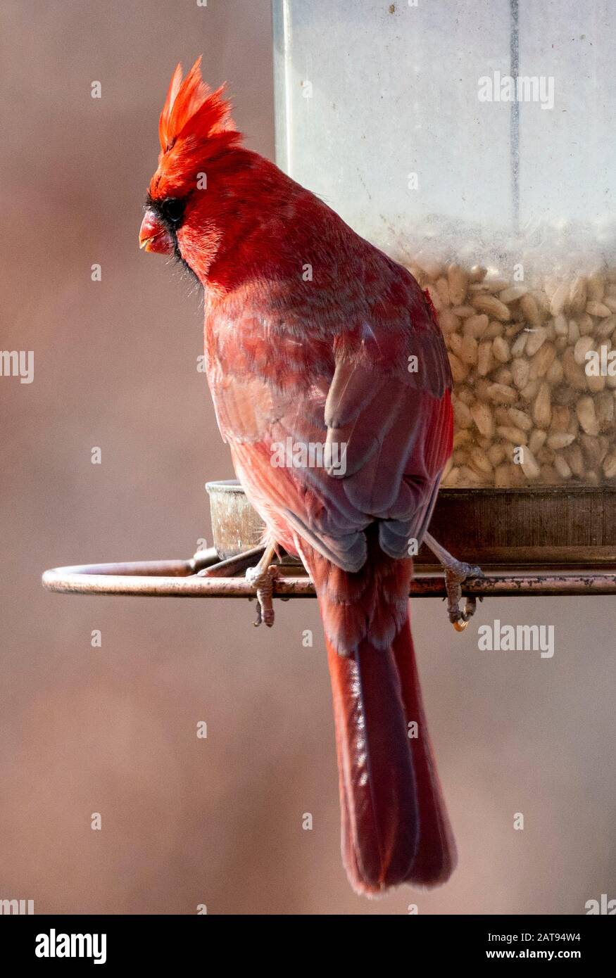 Oiseau rouge Banque D'Images