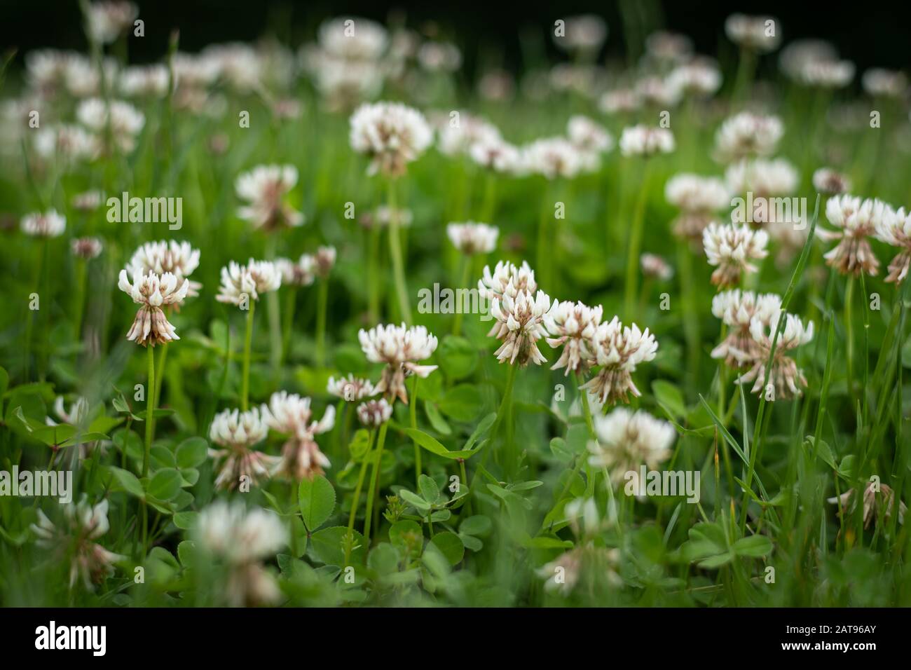 Gros plan des fleurs de trèfle blanc (Trifolium repens) dans un pré Banque D'Images
