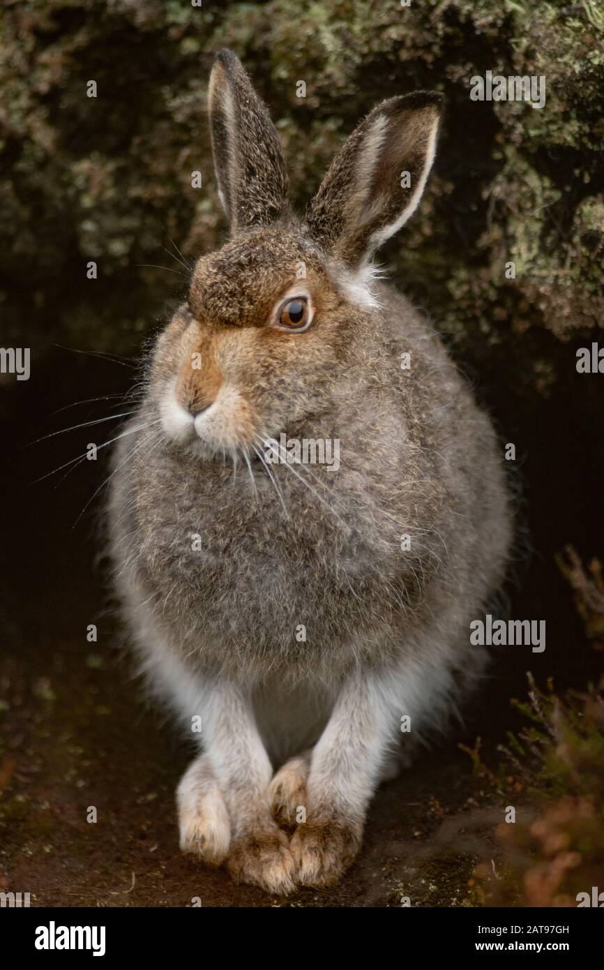 Lièvre, Lepus timidus, vallée de Findhorn, novembre, Banque D'Images