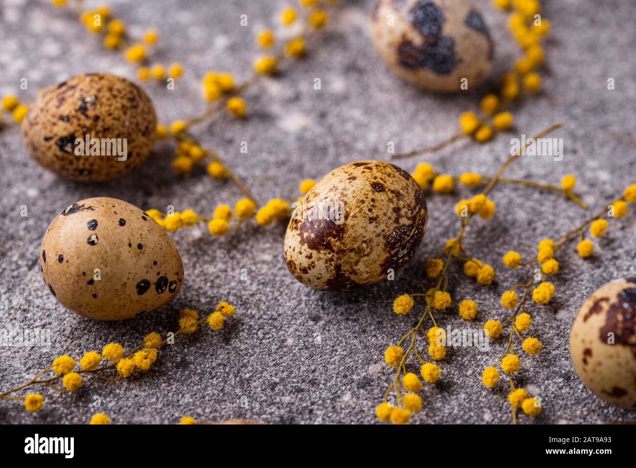 Œufs de caille et fleurs mimosa Banque D'Images