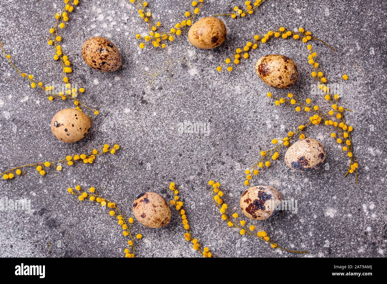 Œufs de caille et fleurs mimosa Banque D'Images