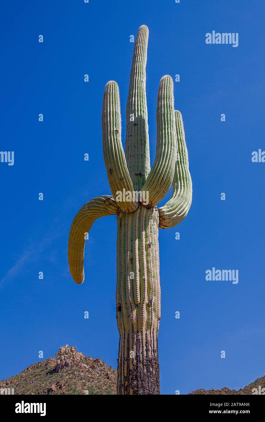 Forêt du parc national de Saguaro et ses chemins dans le désert de l'Arizona sous un ciel bleu Banque D'Images