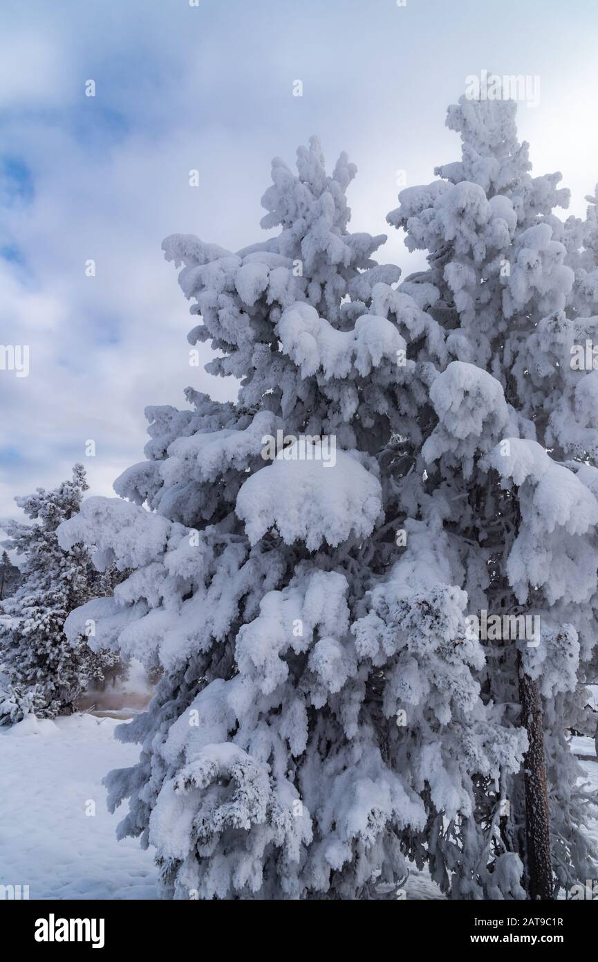 Pins enneigés en hiver. Yellowstone National Park, Wyoming, États-Unis Banque D'Images