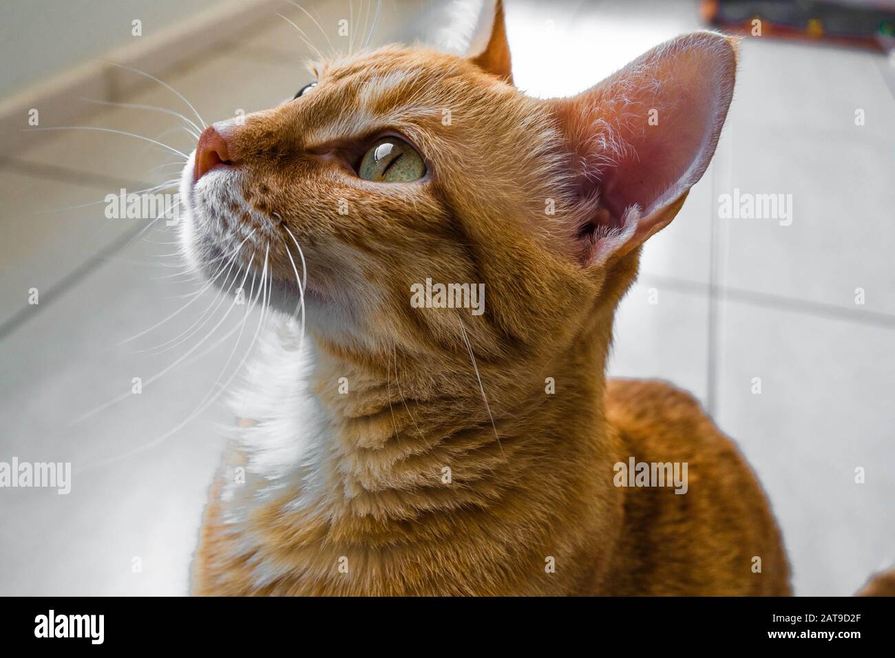 Beau portrait d'un chat domestique de gingembre. Banque D'Images