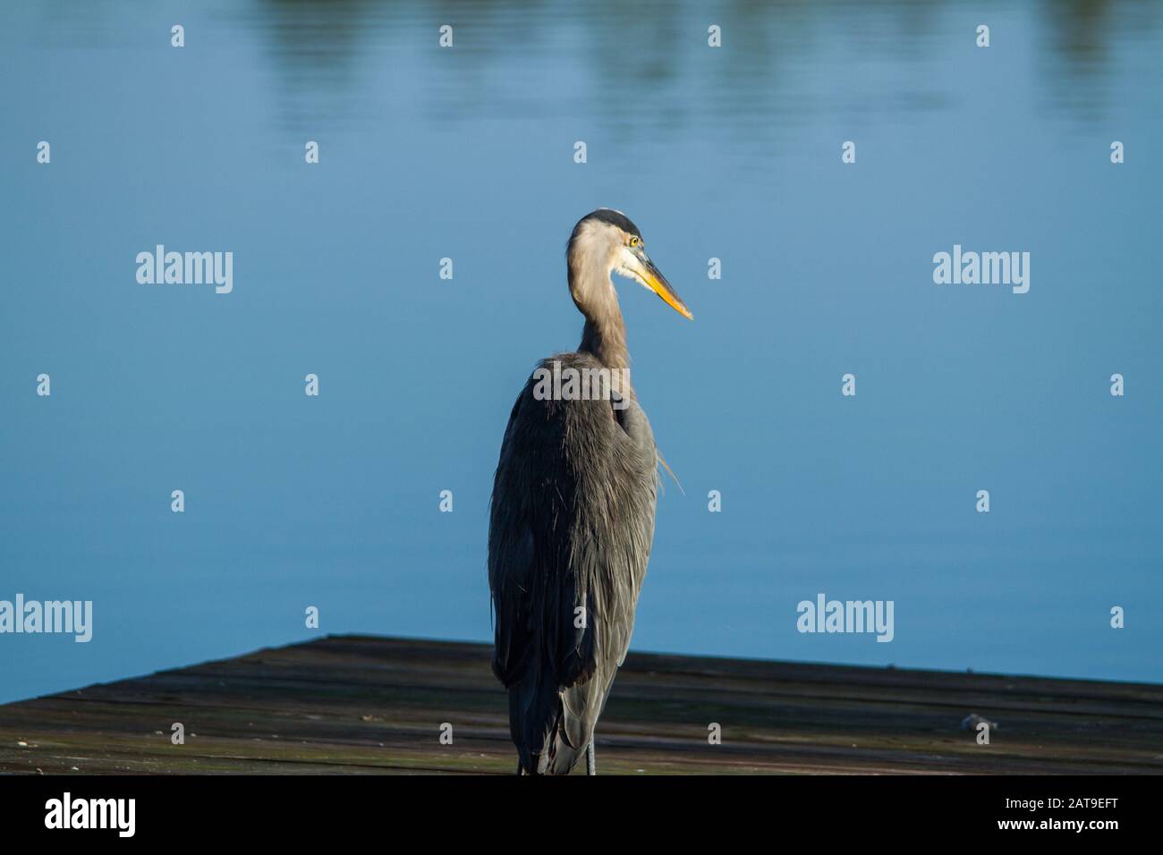 Heron reposant sur un quai. Banque D'Images