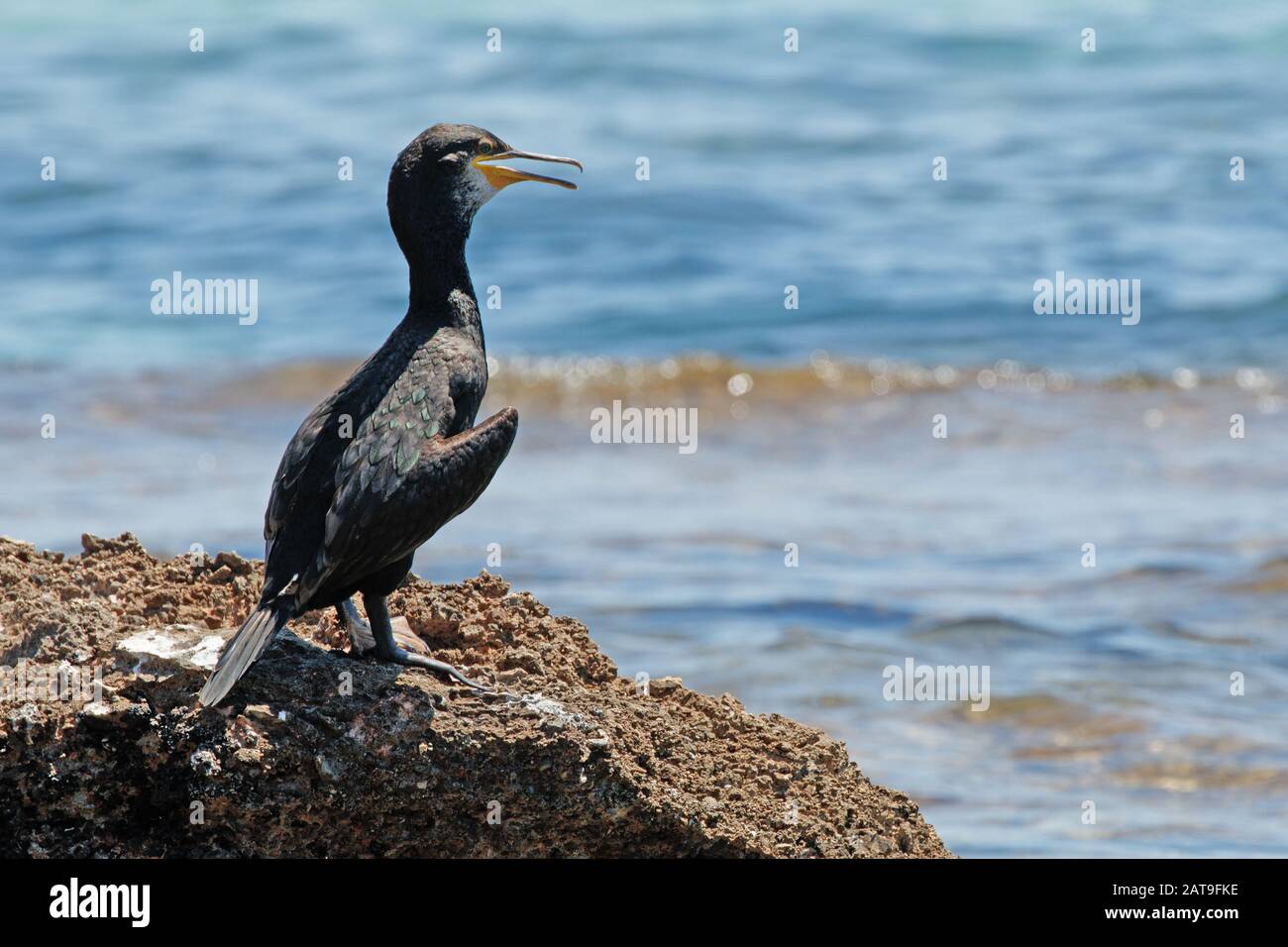 Phalacrocorax aristotelis European Shag sur majorque Banque D'Images