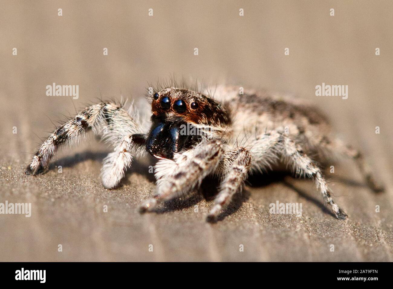 Menemerus Bivittatus Gray Wall Jumping Spider Banque D'Images