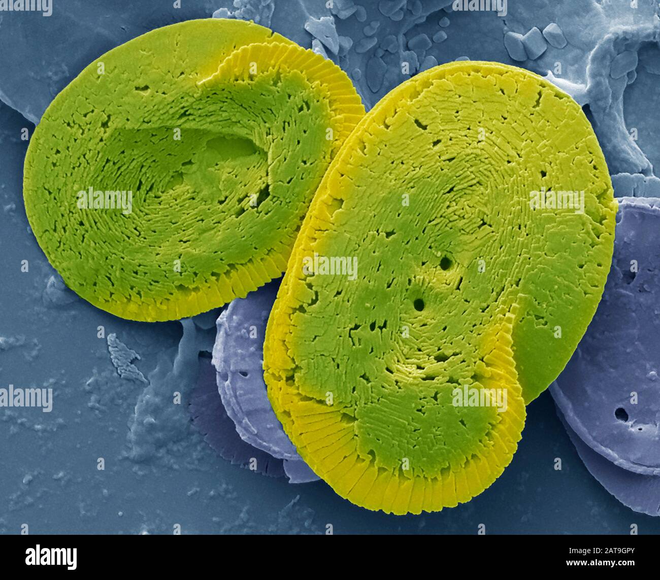 Coccoliths, SEM Banque D'Images