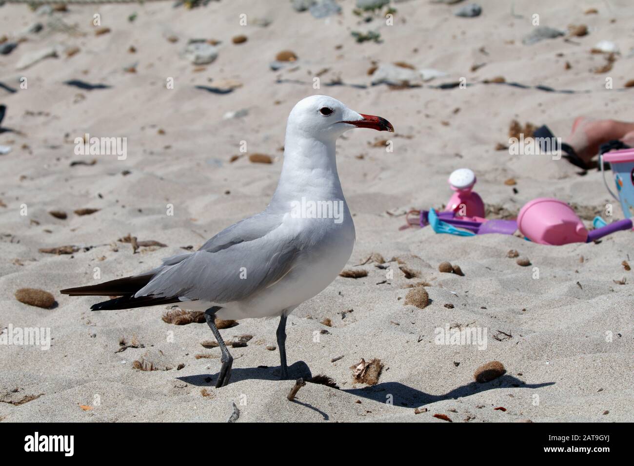 Ichthyaetus audouinii / Larus audoinii le Gull d'Audouin sur la plage de Majorque Banque D'Images