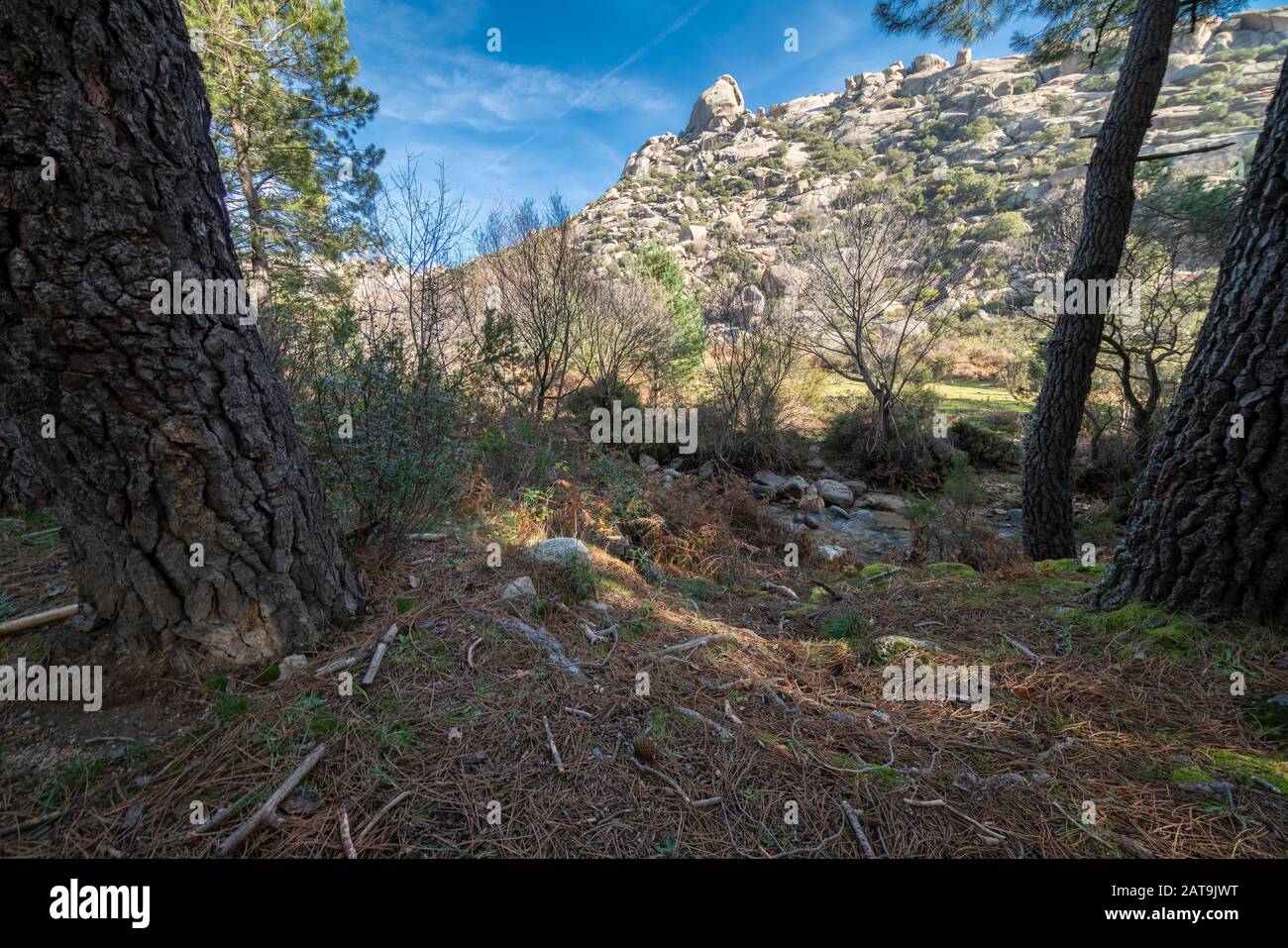 Vue imprenable sur la forêt avec les arbres, la rivière Manzanares et, à distance, les montagnes de granit accidentées de la région de la Pedriza à l'intérieur de la Sierra de Guadarrama Banque D'Images