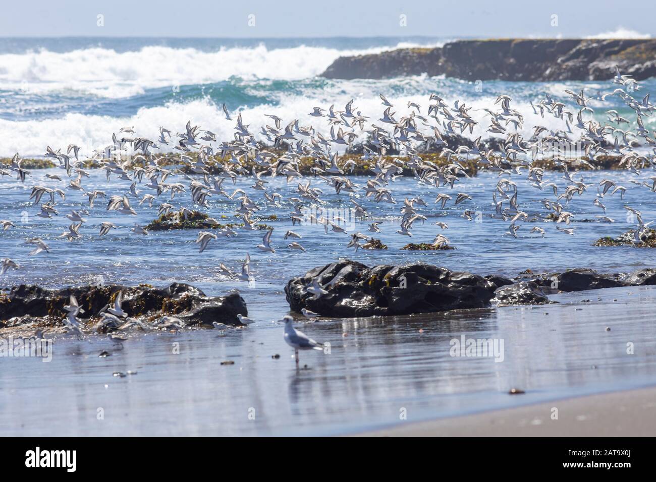 Des milliers d'oiseaux volant à grande vitesse devant la mer sur la côte chilienne. Un incroyable troupeau d'oiseaux volant au-dessus de l'eau et de la plage Banque D'Images