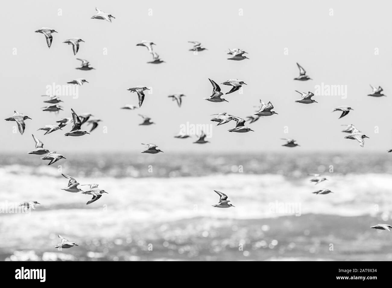 Des milliers d'oiseaux volant à grande vitesse devant la mer sur la côte chilienne. Un incroyable troupeau d'oiseaux faisant un motif de vie sauvage découpé Banque D'Images
