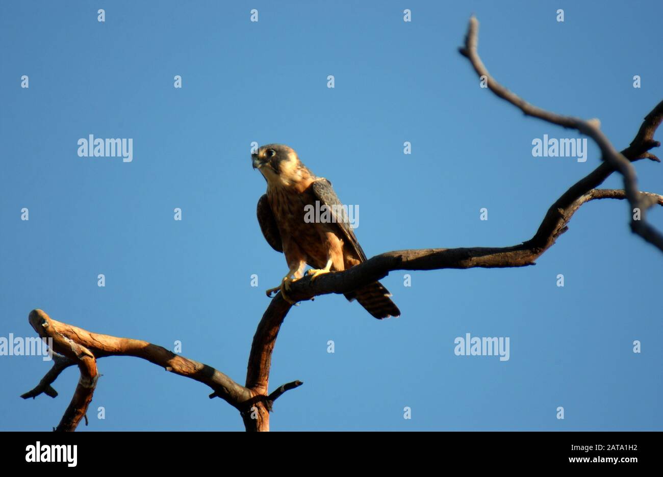 L'Australian hobby (Falco longipennis), aussi connu sous le petit pèlerin, est l'un des six membres de la famille australienne Falconidae. Banque D'Images