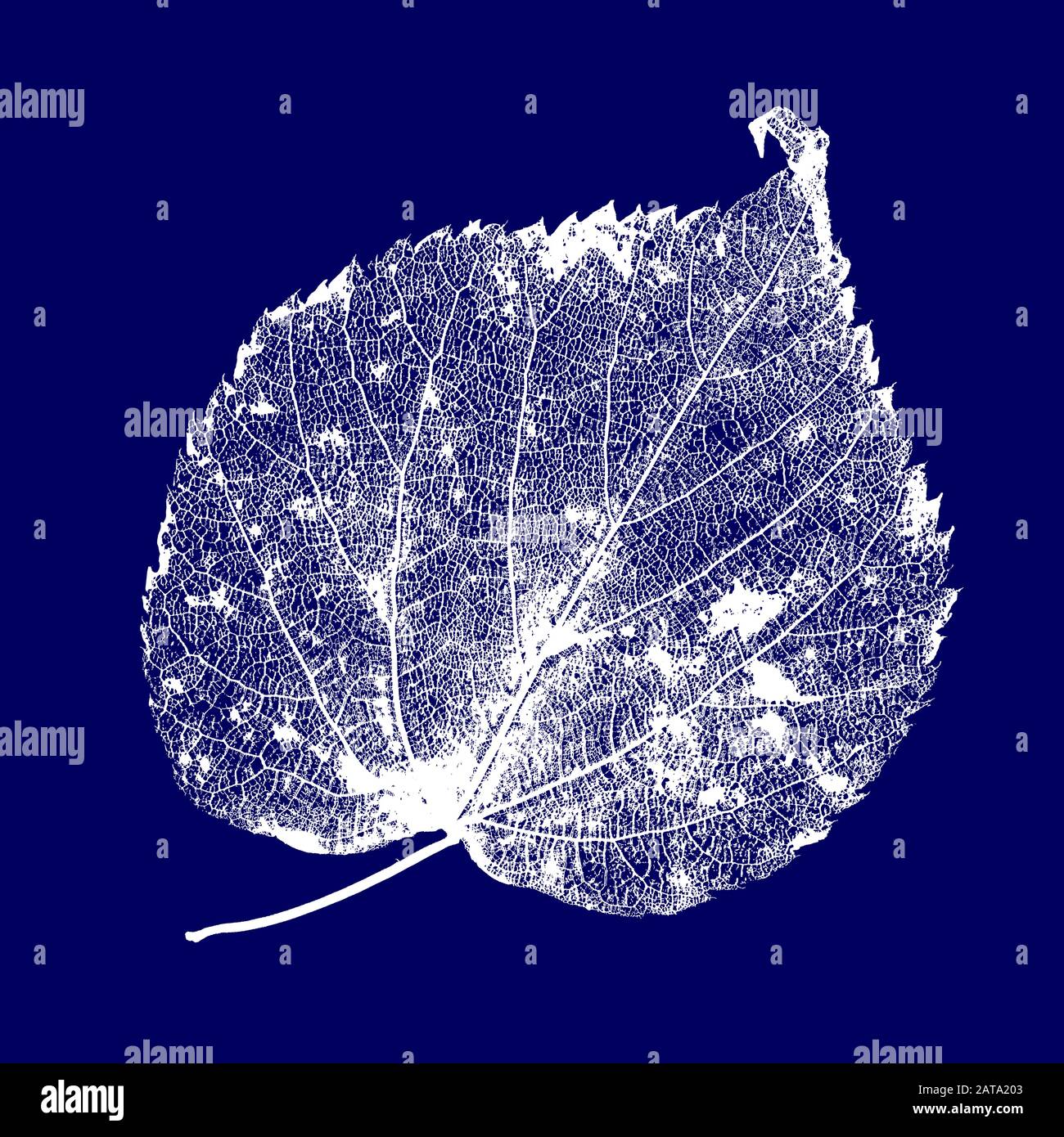 Vector Linden structure des feuilles squelettes avec veines Illustration de Vecteur