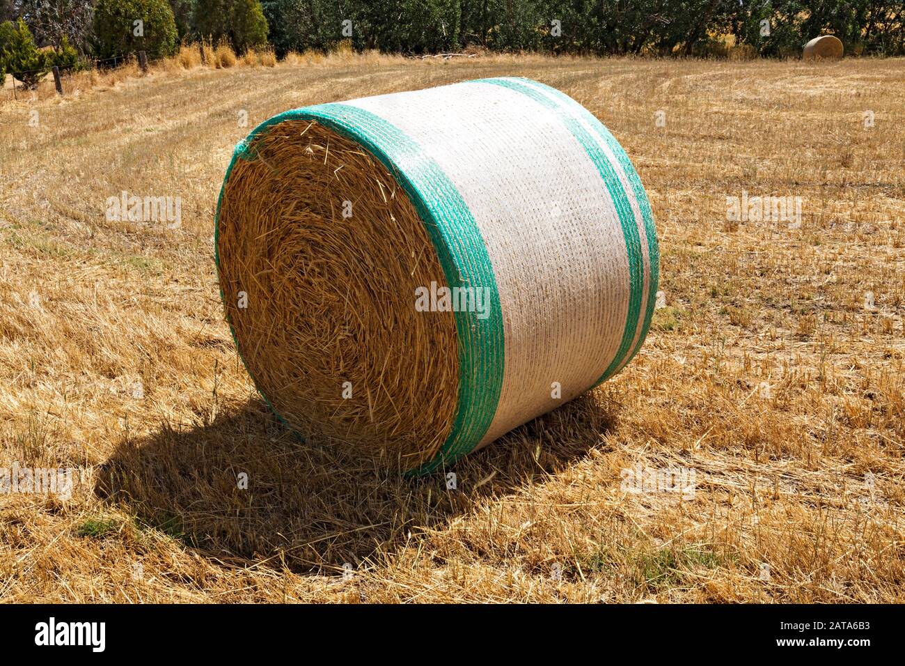 Lexton Australie / Balles Rondes De Foin Dans Le Paddock, Lexton Victoria Australie. Banque D'Images