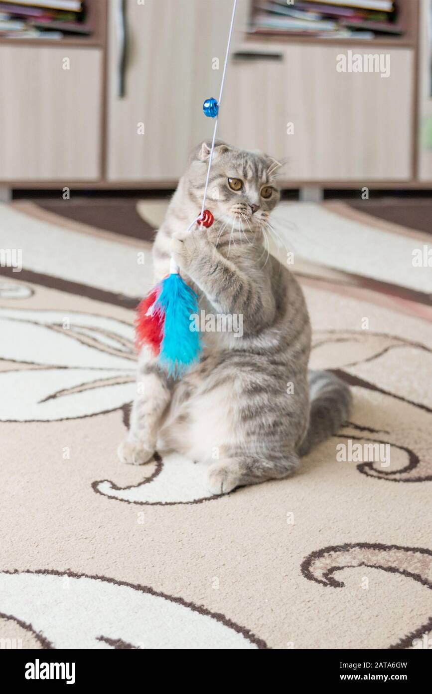 Chat écossais gris avec yeux jaunes jouant avec un jouet pour les chats sur le tapis beige Banque D'Images