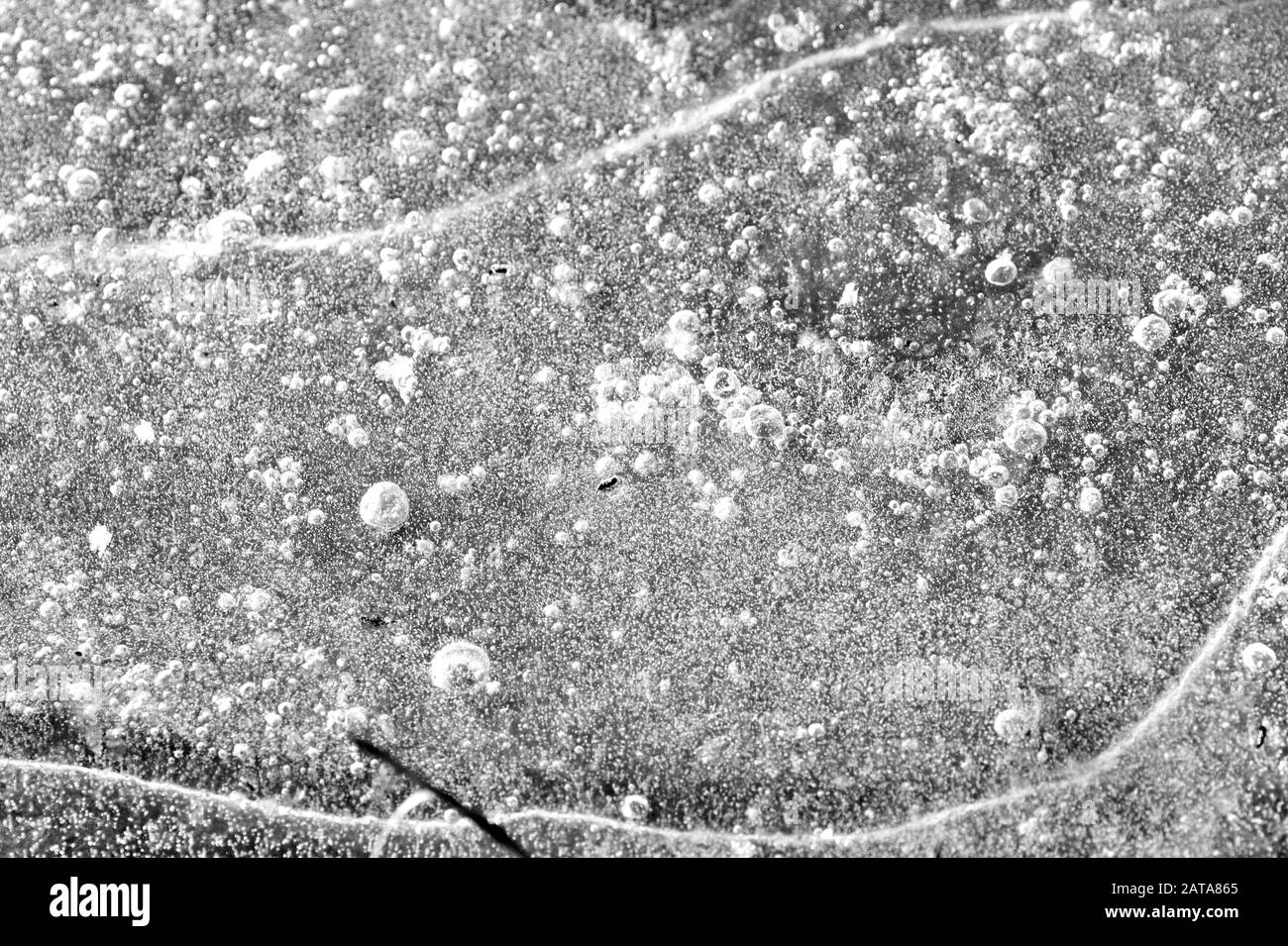 L'année dernière, l'herbe sous la glace transparente de printemps gros plan, vue de dessus. Fond abstrait naturel monochrome Banque D'Images