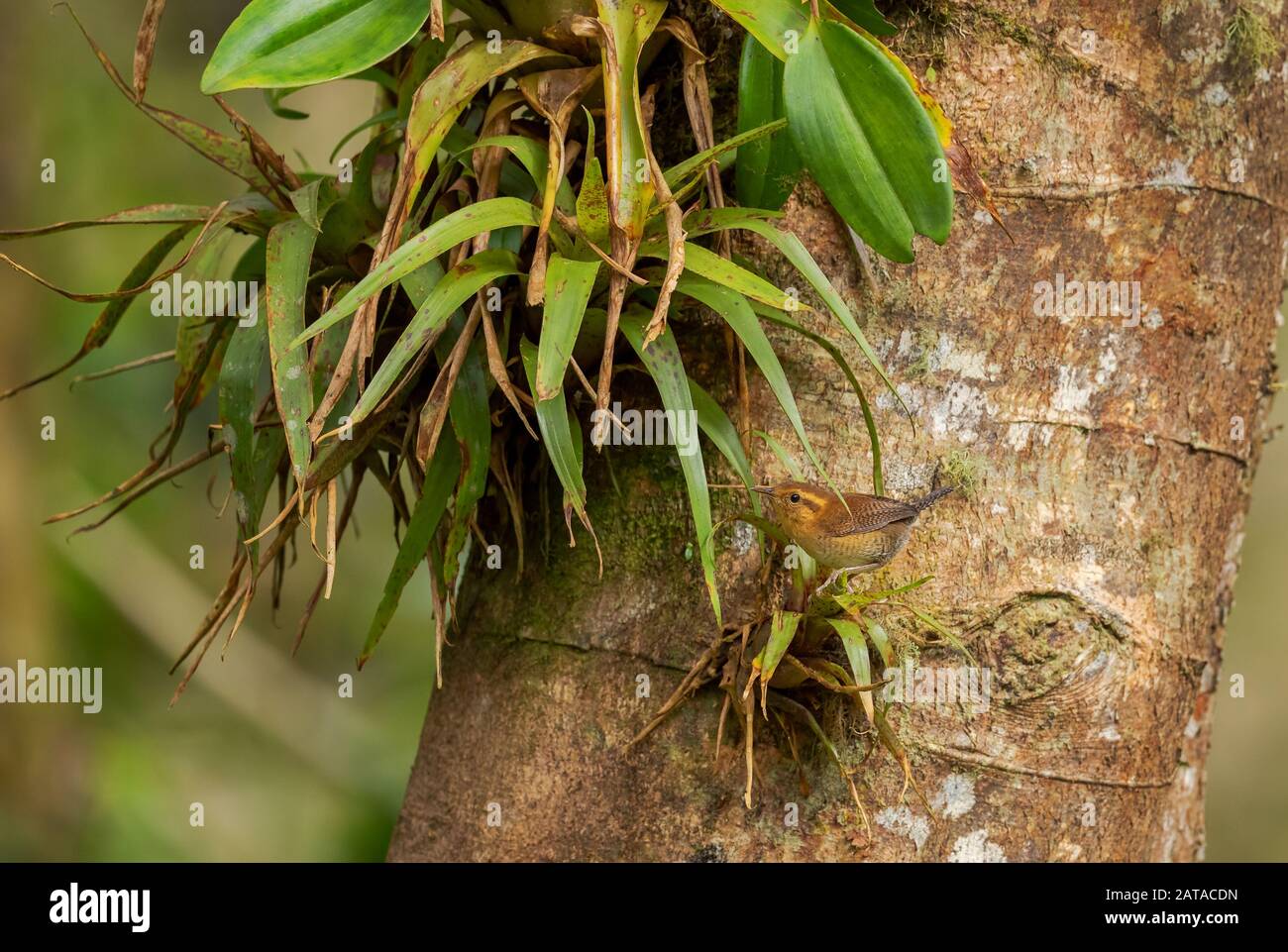 Mountain Wren - Troglodytes solstitialis, petit oiseau brun timide provenant des forêts d'Amérique du Sud, des pentes andines orientales, Guango Lodge, Équateur. Banque D'Images