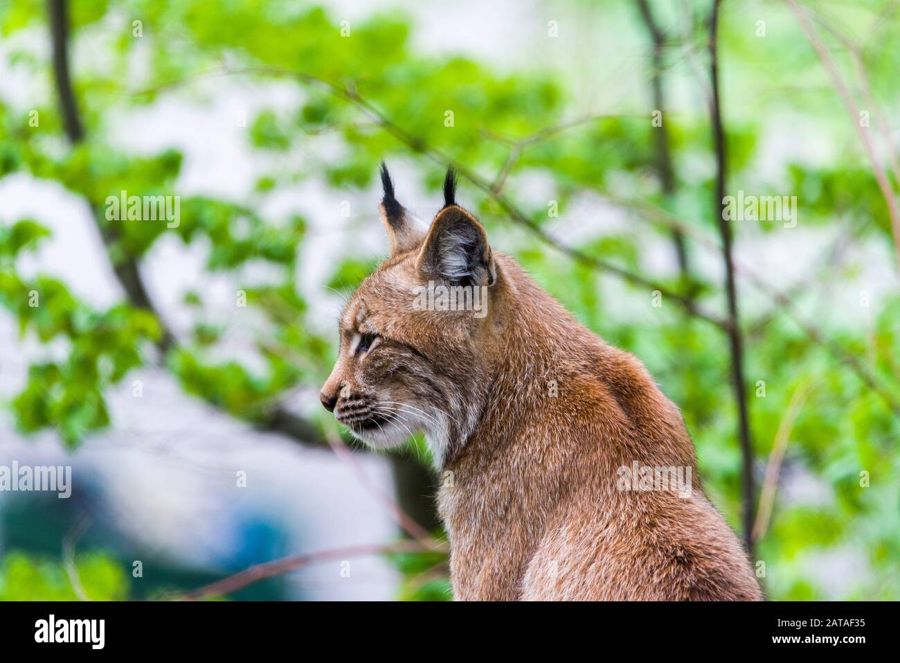 Lynx Eurasien (Lynx Lynx). Lynx Regarde Avec Les Yeux Prédateurs De L'Abri Banque D'Images