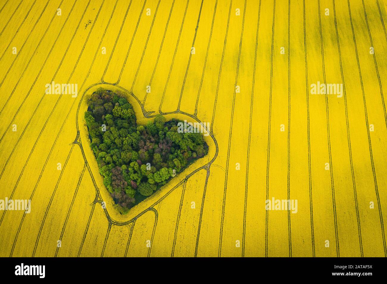 Véritable flipse de forêt en forme de coeur parmi le champ de viol. L'amour de la nature. Symbole Saint-Valentin. Banque D'Images