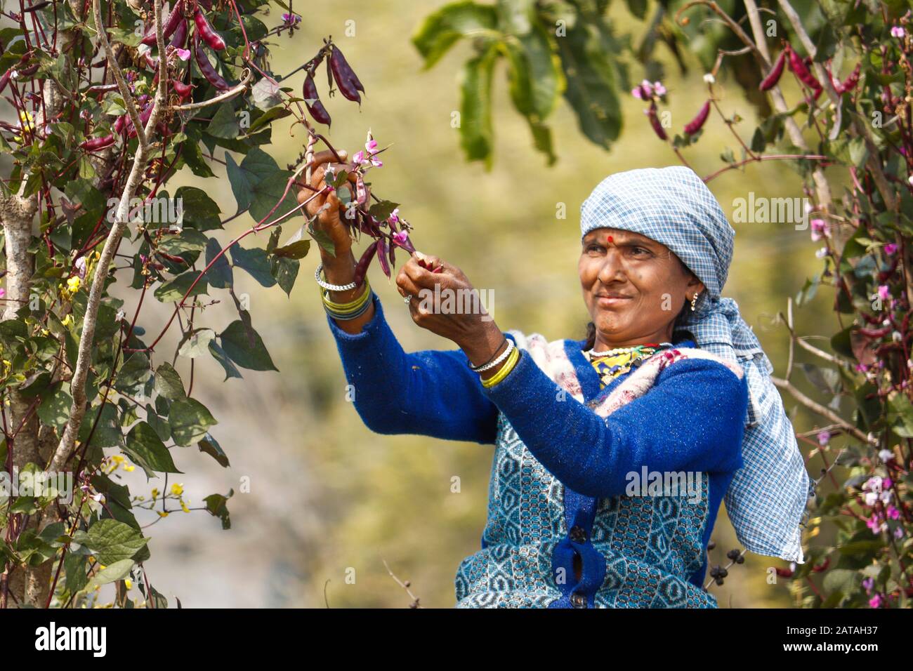 Mawai Inde 28 Janvier. 2020 : femme rurale qui récolte du sem dans le jardin. Banque D'Images