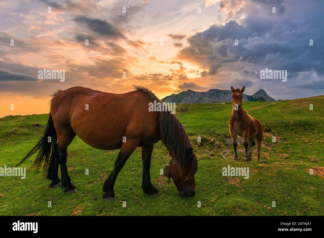 Lever du soleil en compagnie de deux chevaux. Dans le parc naturel d'Urkiola. Pays Basque. Banque D'Images