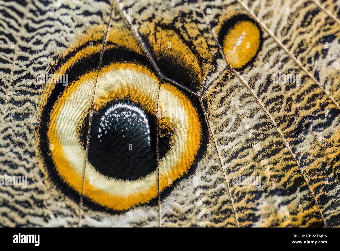 Forêt Giant Owl - Caligo eurilochus, beau grand papillon emblématique des forêts sud-américaines, Mexique. Banque D'Images