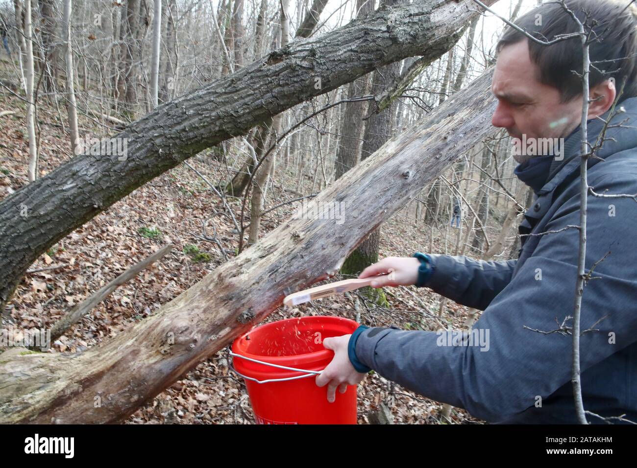 Gera Liebschwitz, Allemagne. 01 février 2020. Christian Timpe du bureau de conservation de la nature Gera enlève avec un pinceau les griffes d'œufs de la molle éponge à une action de collecte du district Liebschwitz. Dans la lutte contre une nouvelle invasion de caterpillar, environ 500 volontaires ont erré une forêt de 170 hectares à Gera samedi à la recherche d'œufs de ponte. À l'été 2019, le district a été touché par une reproduction massive de la pyrale. Crédit: Bodo Schackow/dpa-zentralbild/dpa/Alay Live News Banque D'Images