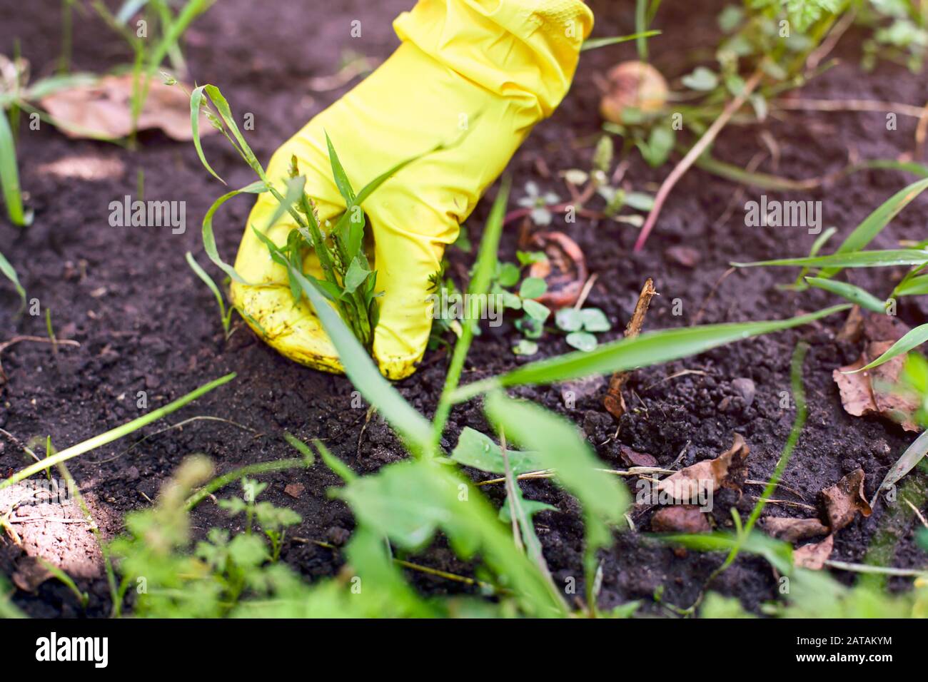 Femme main dans le gant de jardin jaune en tirant les mauvaises herbes. Gros plan. Banque D'Images