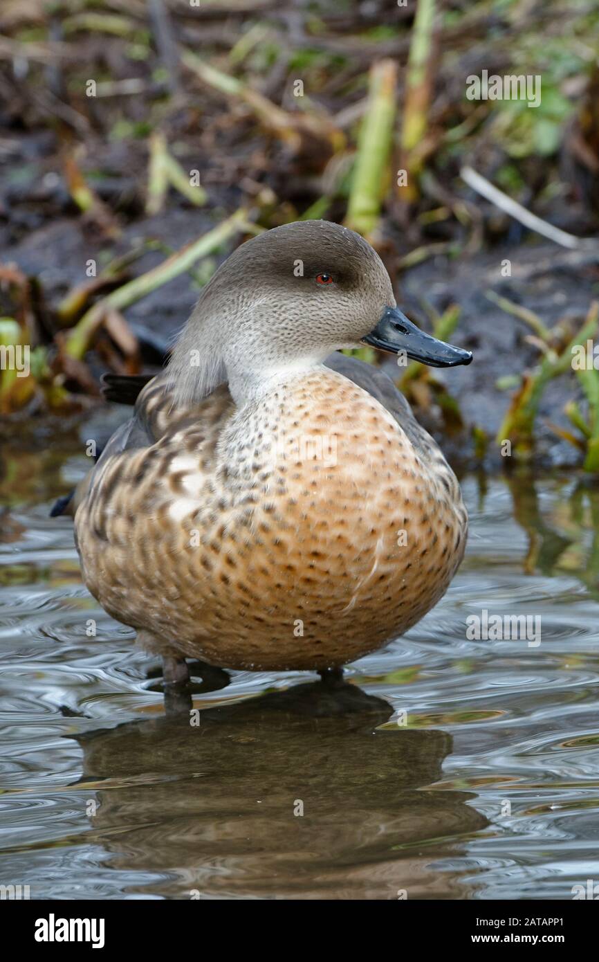 Patagonian Crested Duck - Lophonetta specularioides specularioides du sud du Chili, le sud de l'Argentine et les Îles Falkland Banque D'Images