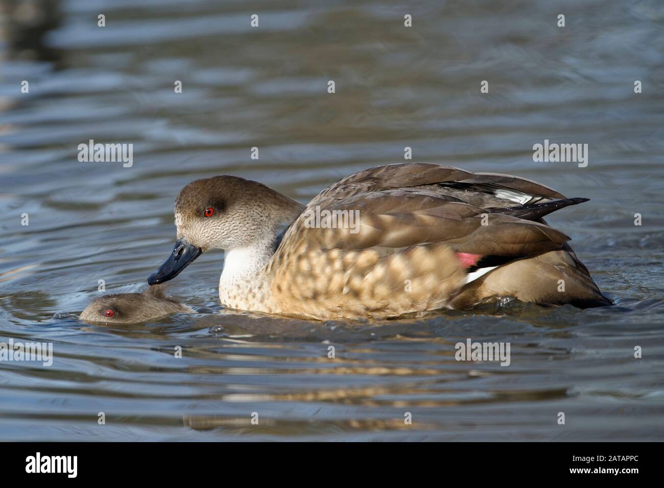 Canard à crasse de Patagonie - Lophonetta specularioides specularioides accouplement par paire Banque D'Images