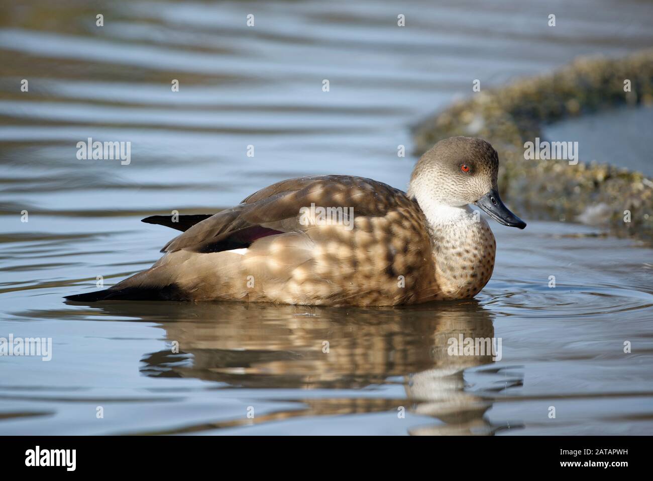 Canard À Craquer De Patagonie - Lophonetta Specularioides Specularioides Du Sud Du Chili, Du Sud De L'Argentine Et Des Îles Falkland Banque D'Images